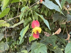 Callianthe megapotamica
