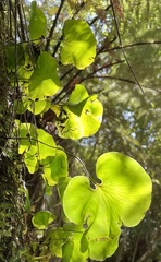 Hymenophyllum nephrophyllum