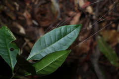 Quintinia verdonii