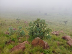 Protea caffra caffra