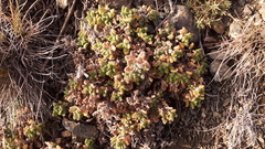 Potentilla vahliana