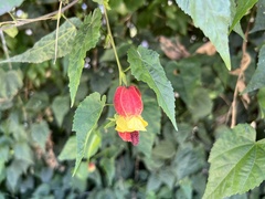 Callianthe megapotamica
