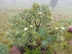 Protea caffra caffra
