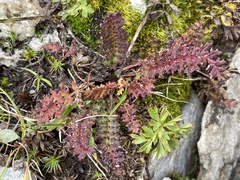 Pedicularis kerneri