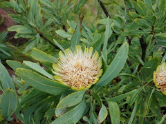 Protea caffra caffra