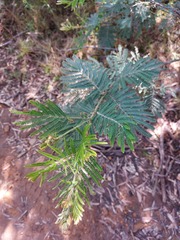 Acacia fulva