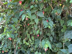 Callianthe megapotamica