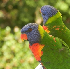 Trichoglossus moluccanus