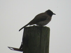 Pycnonotus barbatus layardi