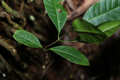 Quintinia verdonii