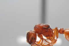 Myrmica scabrinodis