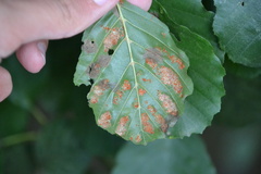 Acalitus brevitarsus