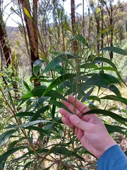 Acacia implexa