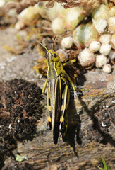 Arcyptera fusca