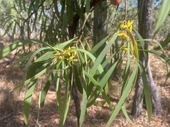 Persoonia falcata