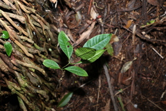 Quintinia verdonii