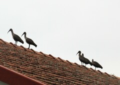 Bostrychia hagedash hagedash