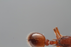Myrmica scabrinodis