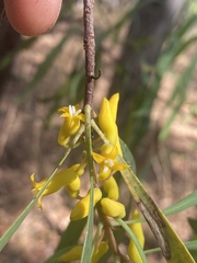 Persoonia falcata