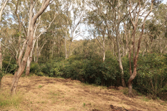 Eucalyptus tereticornis