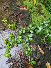 Gynostemma pentaphyllum
