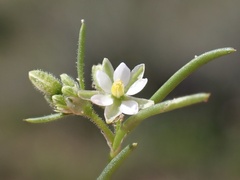 Spergularia