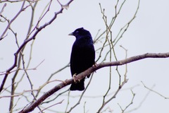 Ptilonorhynchus violaceus