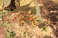 Eucalyptus tereticornis