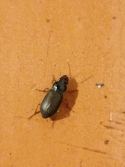 Harpalus rufipes