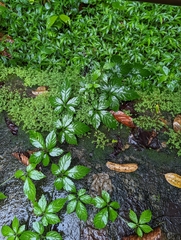 Gynostemma pentaphyllum