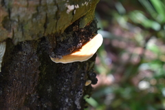 Stereum versicolor