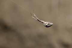 Uloborus walckenaerius