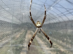 Argiope minuta