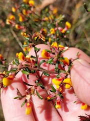 Pultenaea