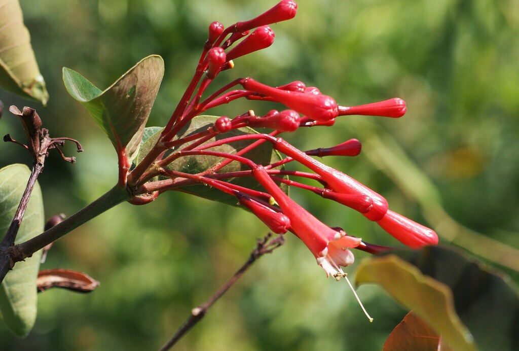 Ferdinandusa speciosa