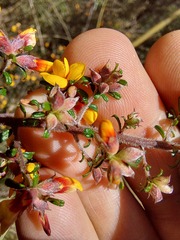 Pultenaea