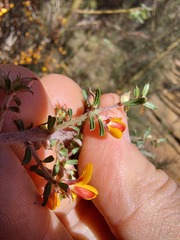 Pultenaea