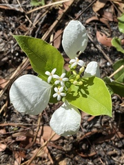 Coelospermum decipiens