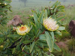 Protea caffra caffra