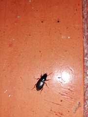 Harpalus rufipes
