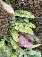 Asplenium viride