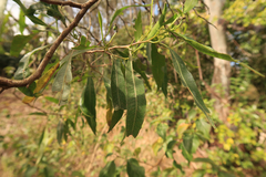 Dodonaea viscosa