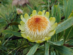 Protea caffra caffra