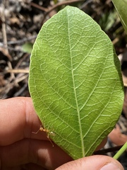 Coelospermum decipiens