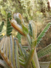 Acacia fulva