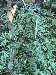 Larix decidua