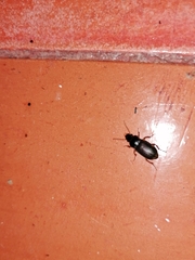 Harpalus rufipes