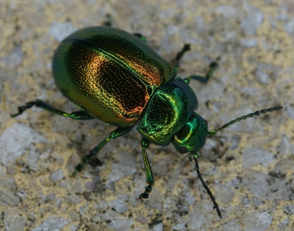 Tansy Beetle from Bastorf, Deutschland on July 27, 2020 by Thorsten ...