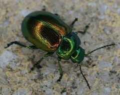 Chrysolina graminis