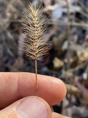 Setaria surgens